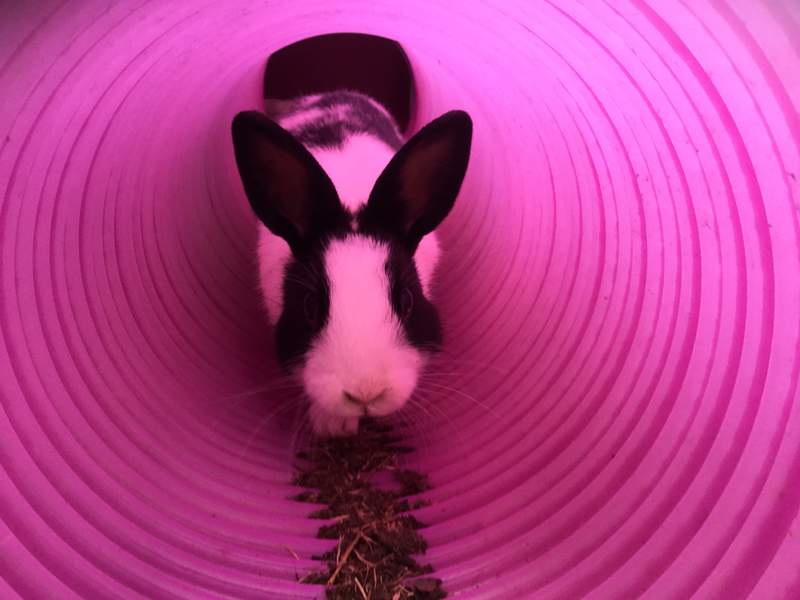 Królik pełzający w tunelu dla królików.