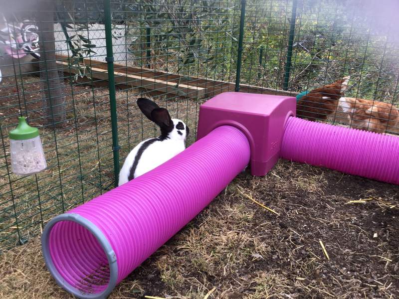 Badanie królika Zippi schronienie i tunel do zabawy