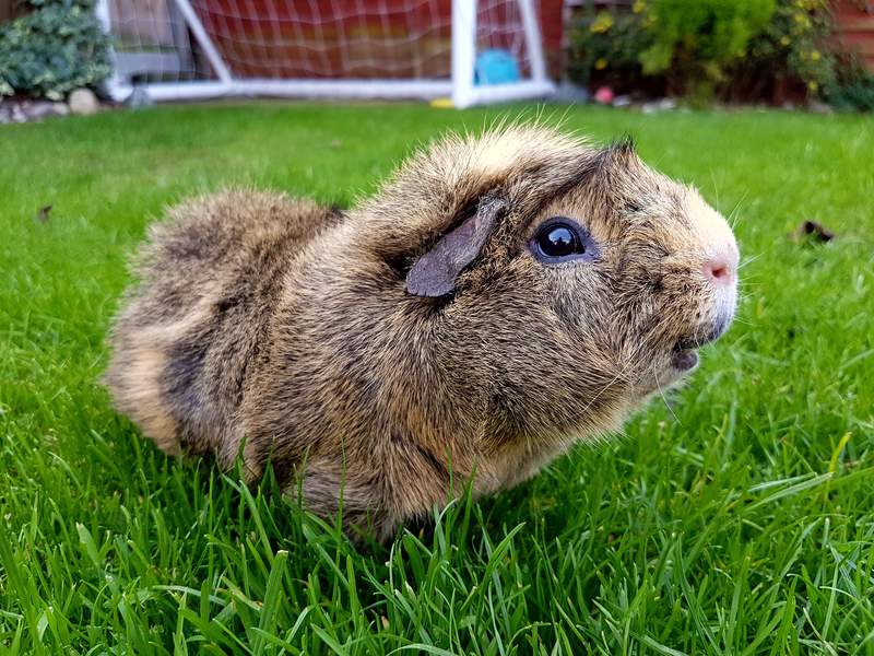 a brown Abyssinian guinea pig stood on grass