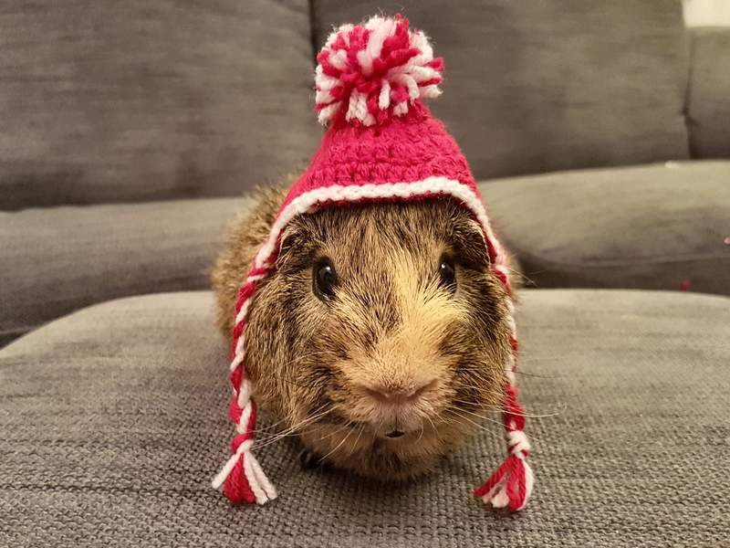 a small brown abyssinian guinea pig sat on a sofa with a red woolly hat on