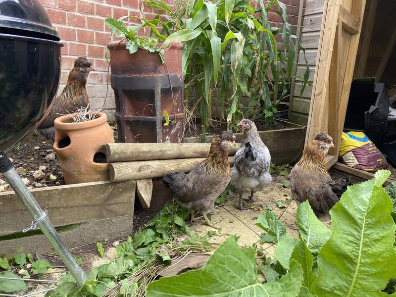 four small chickens in a garden on a patio