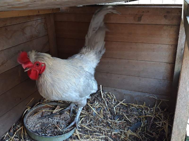 Chicken in wooden coop