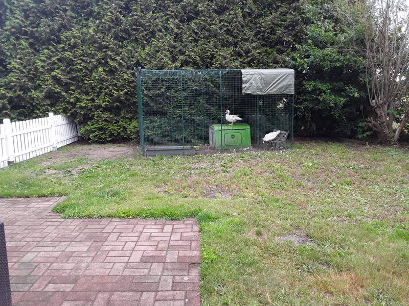 Deux canards dans un parcours avec un poulailler Cube dans un jardin