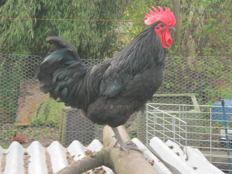 Australorps Chicken standing on top of coop crowing
