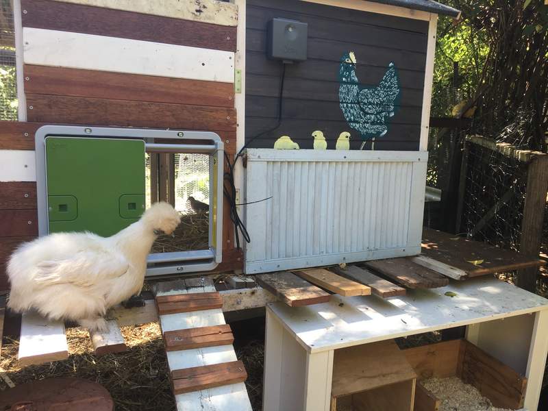 a green autodoor attached to a wooden chicken coop with a white chicken outside