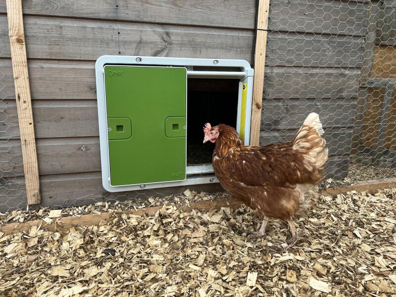A chicken looking at a green automatic coop door mounted to a wooden coop