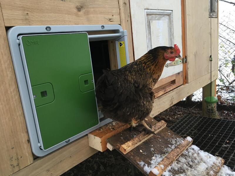 Een kip die uit haar hok komt door haar automatische hokdeur