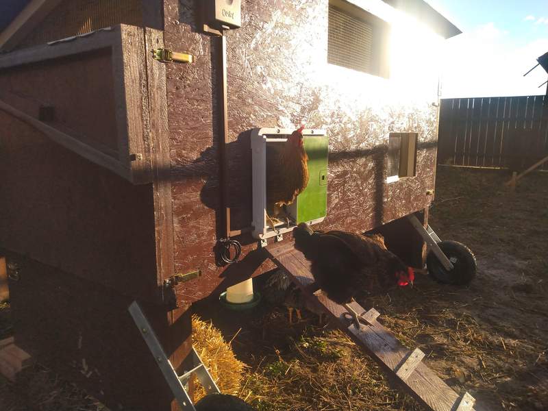 Chicken coming out of Wooden Coop with Omlet Green Automatic Chicken Coop Door