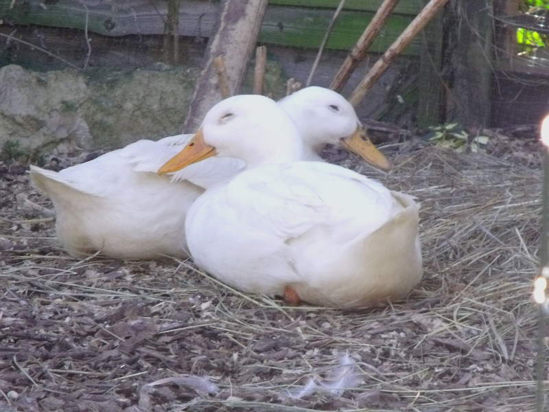 Two Aylesbury Ducks sitting next to each other