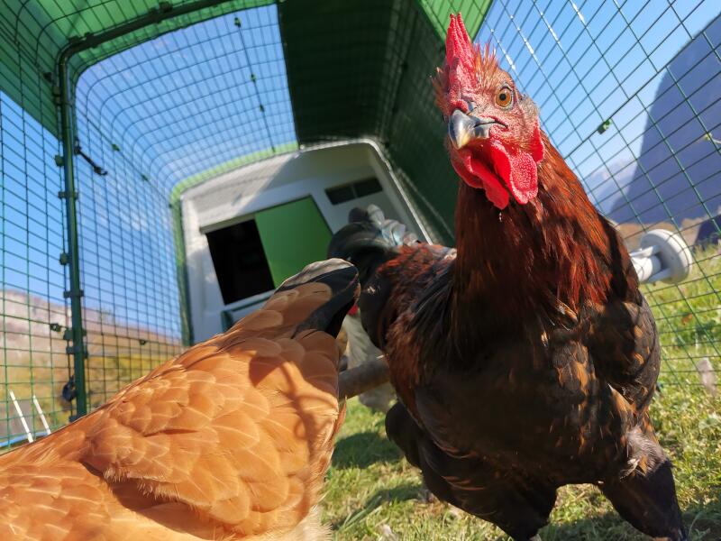 Nogle kyllinger i deres løbegård dækket af et gennemsigtigt og grønt dæksel