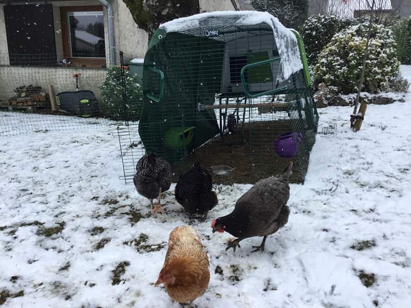 chickens walking outside a run and eglu cube chicken coop