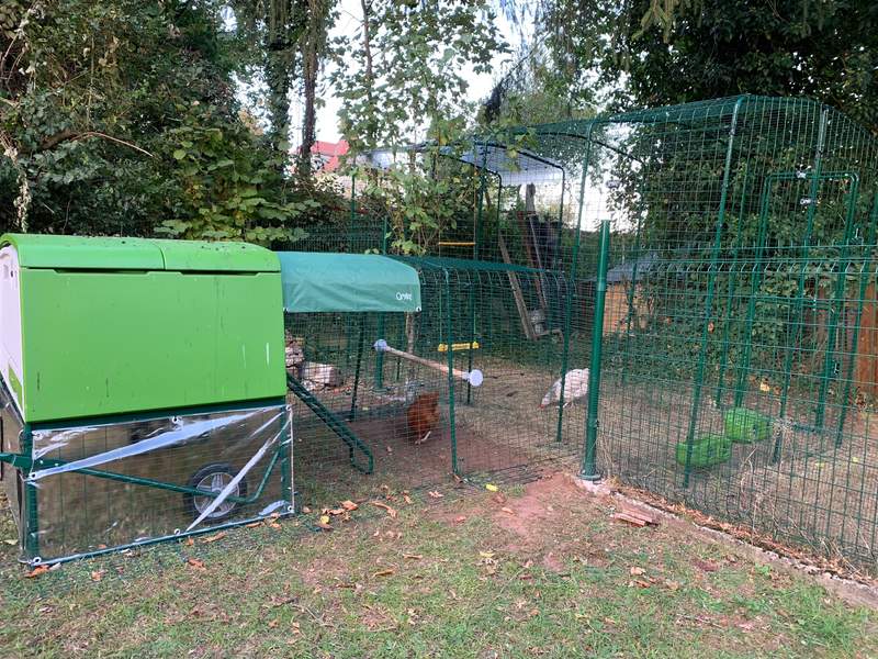 Omlet groen Eglu Cube groot kippenhok en ren verbonden met inloop kippenren