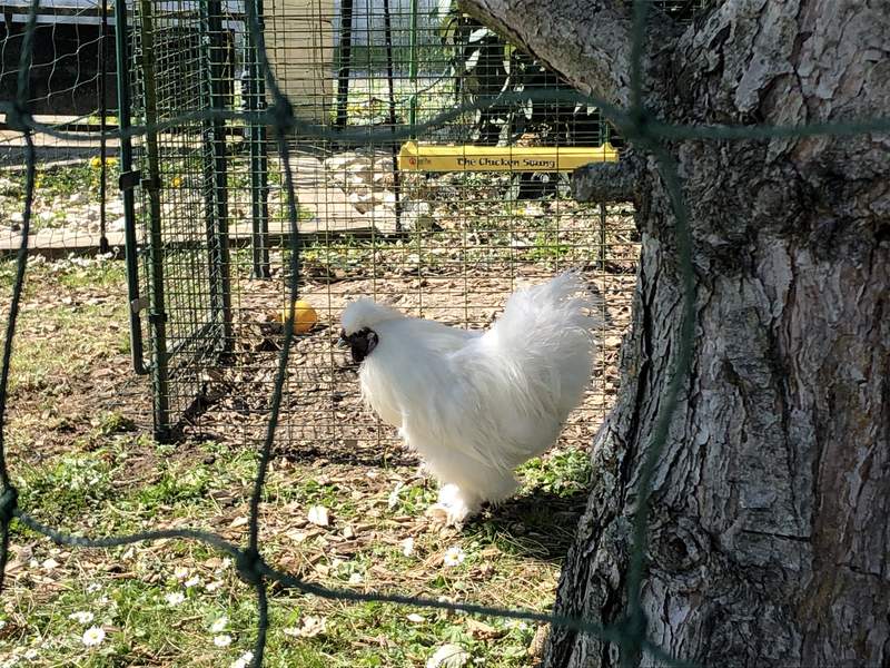 En stor kylling stod foran en løbegård med en kyllingegynge indenfor