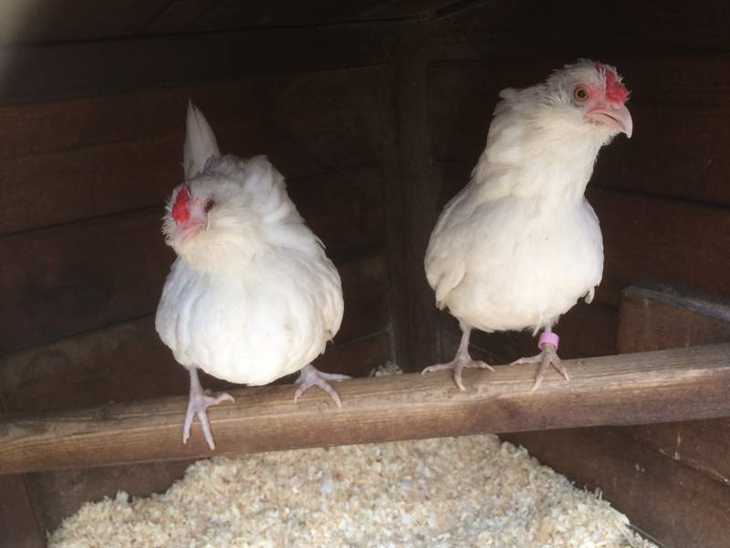 Chickens roosting in coop