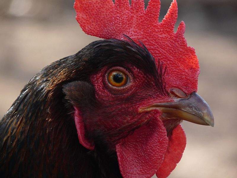 Close up of chicken