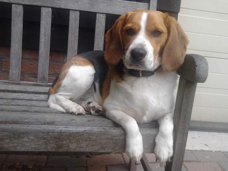 beagle dog sat on a bench
