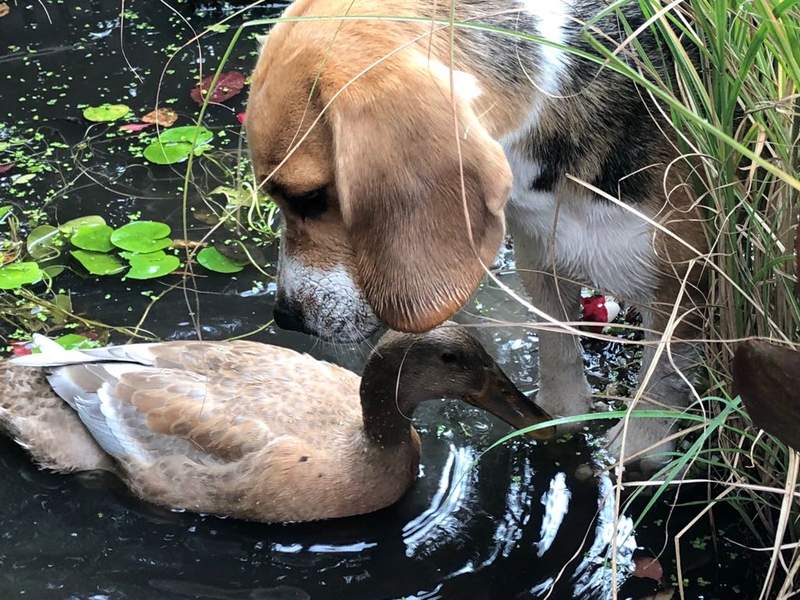 Un beagle brun, blanc et noir qui regarde un canard dans un étang