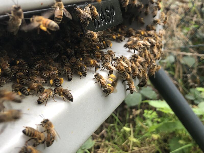 Bees in their bee hive