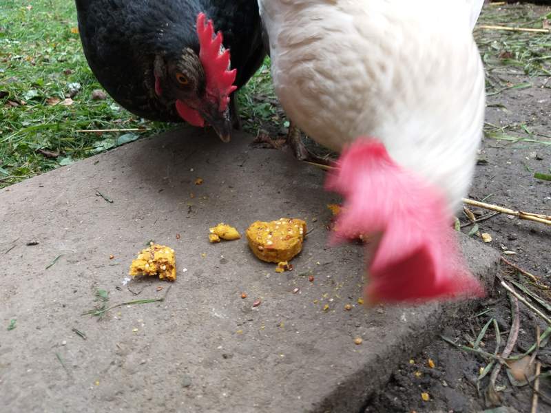 Chickens pecking at biscuit