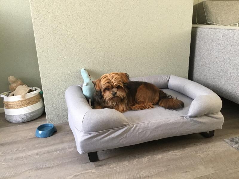 En hund på sin grå seng med grå pude