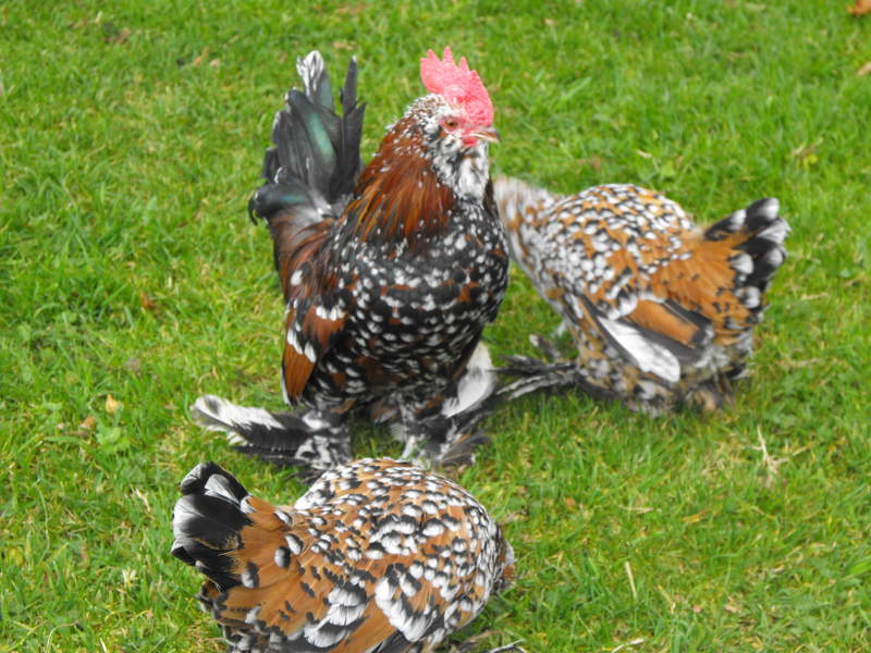 Tres pollos bantam negros, marrones y blancos en el césped