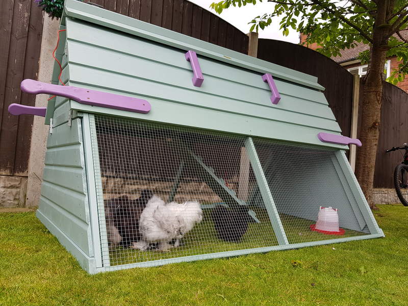 Some chickens inside the run of their blue and purple painted wooden coop