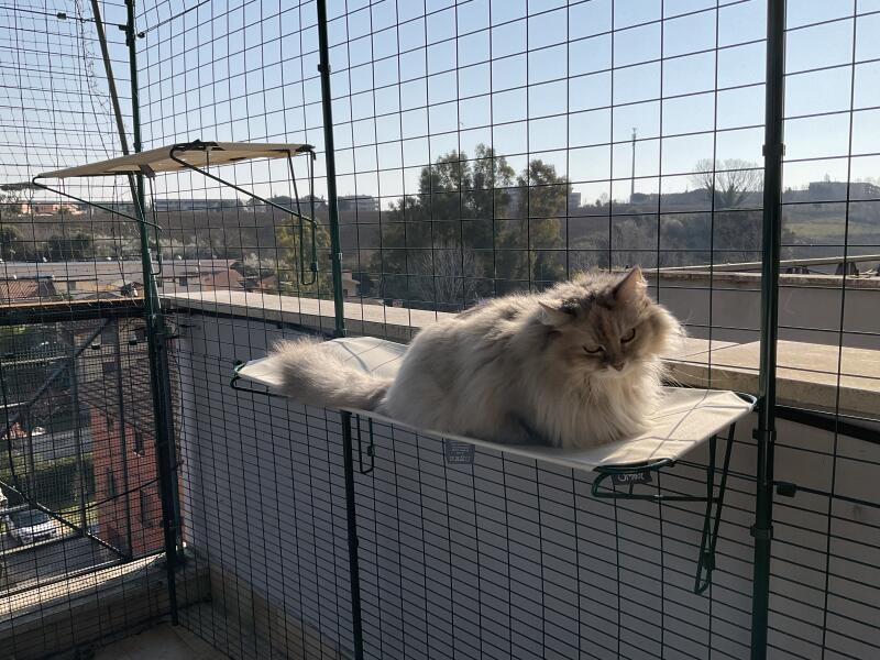 Katt i solen