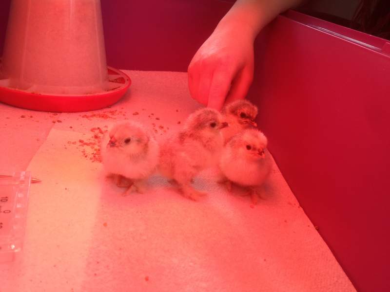 2 Day old chicks hatched from the Brinsea Mini II Advanced