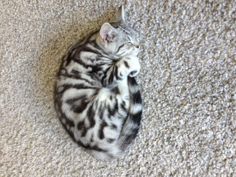 A british shorthair tabby cat lying on the carpet.