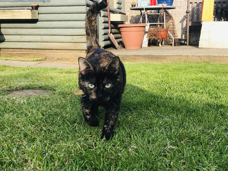 dark cat with green eyes walking in a garden
