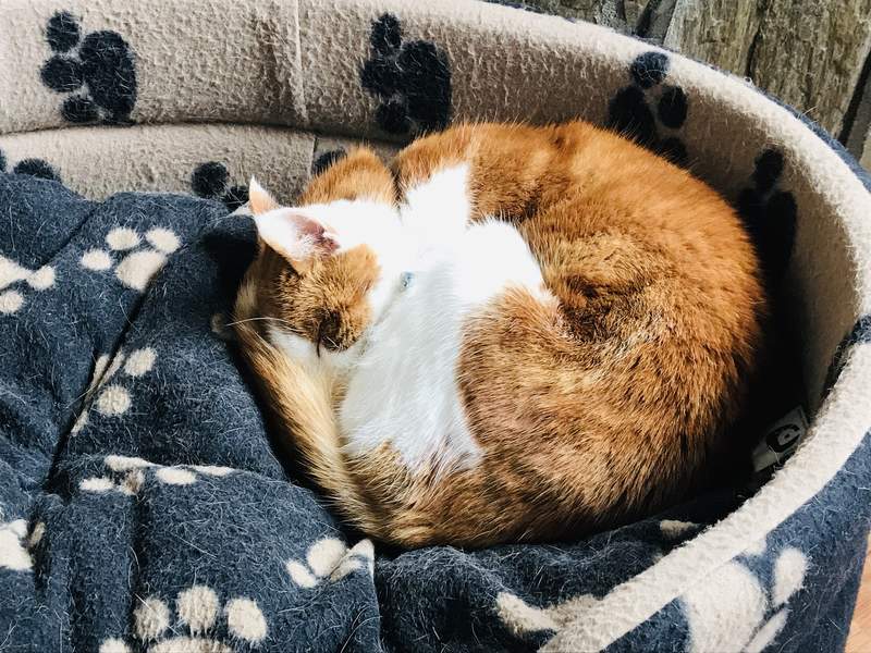 Cat asleep in cat bed