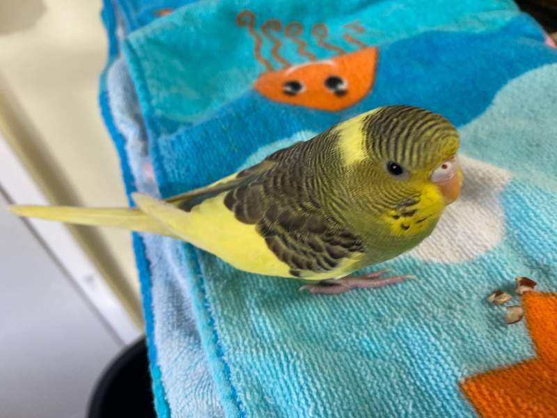 A budgie sitting on a towel.