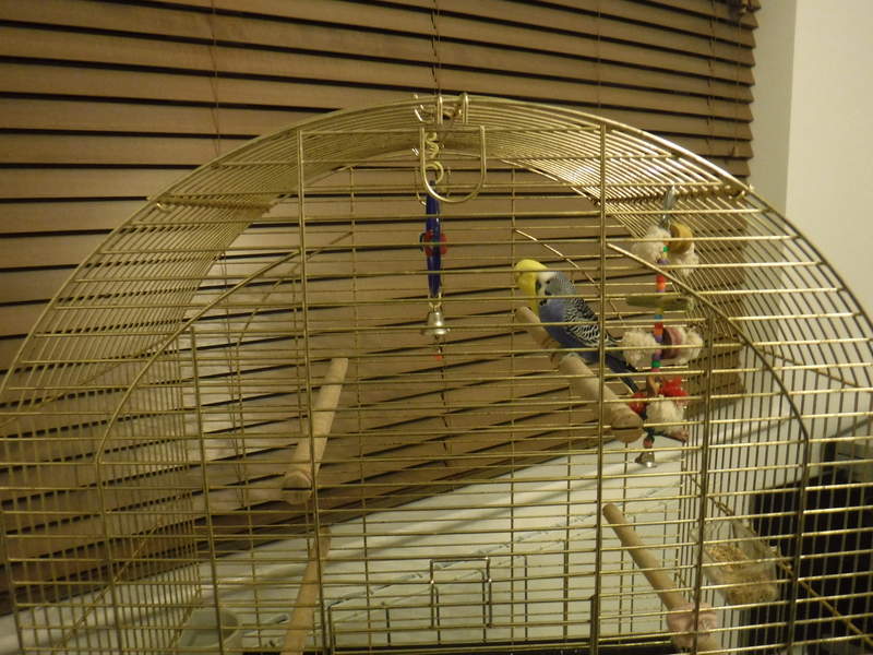 A budgie in it's cage.