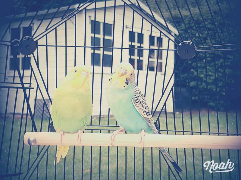 Two budgies sitting on a pole inside the geo bird cage