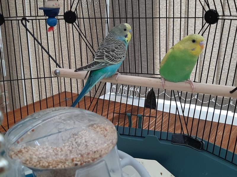 Two budgies swinging on a perch.