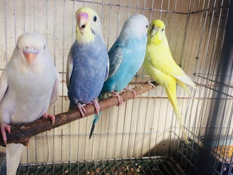 lots of blue white and yellow budgies on a wooden perch in a bird cage