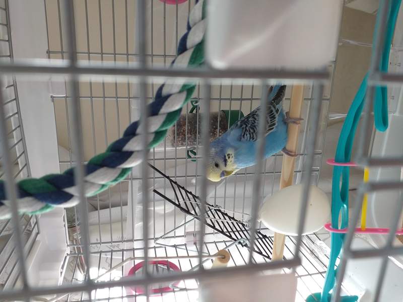 Budgie in cage