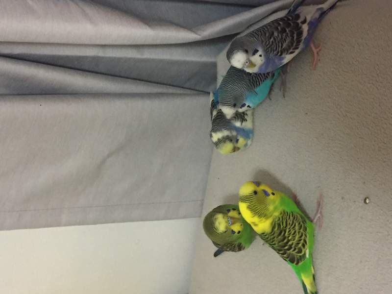 five green blue black and white budgies stood on a carpet