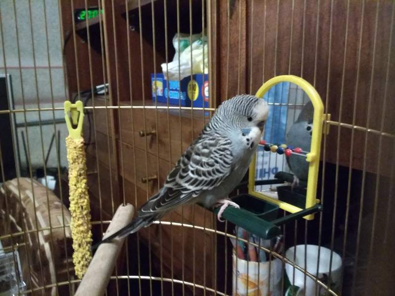 A budgie looking at a mirror inside the cage