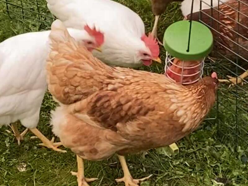 Några kycklingar som hackar Godis från sin Godishållare