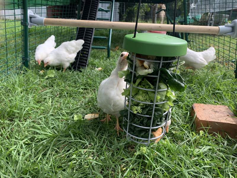 The caddie treat holder for chickens enriches their enviroment.