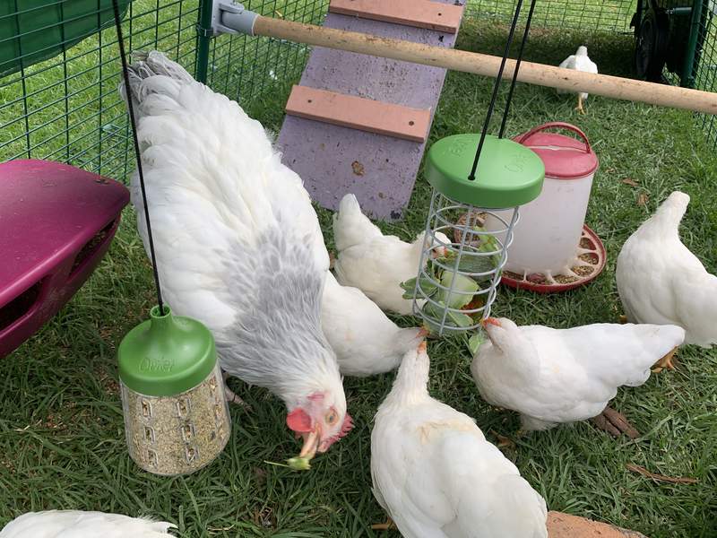 lots of small chickens eating form a caddi treat holder and a hanging peck toy with corn inside