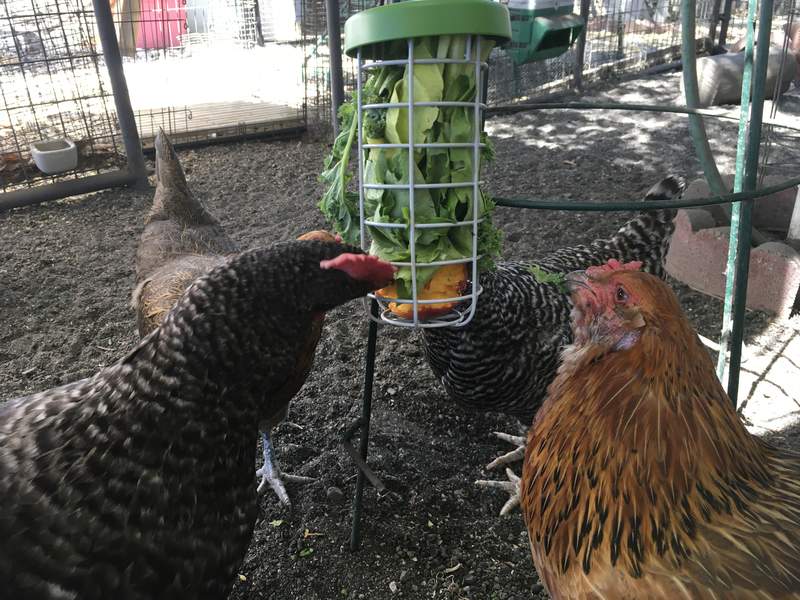 Kippen omsingelen een kippen pik speelGoed.