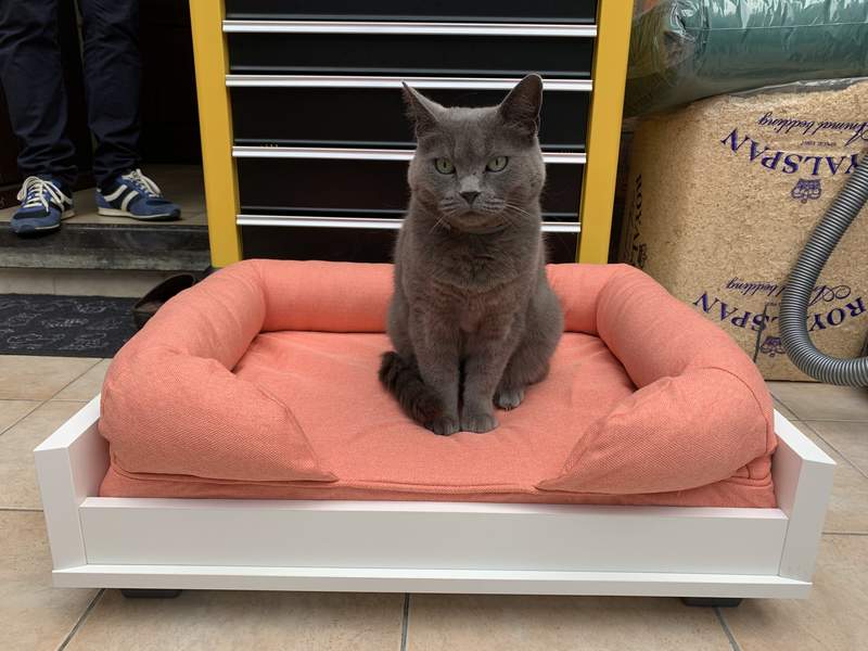Eine schwarze katze, die auf einem Omlet katzenbett sitzt.