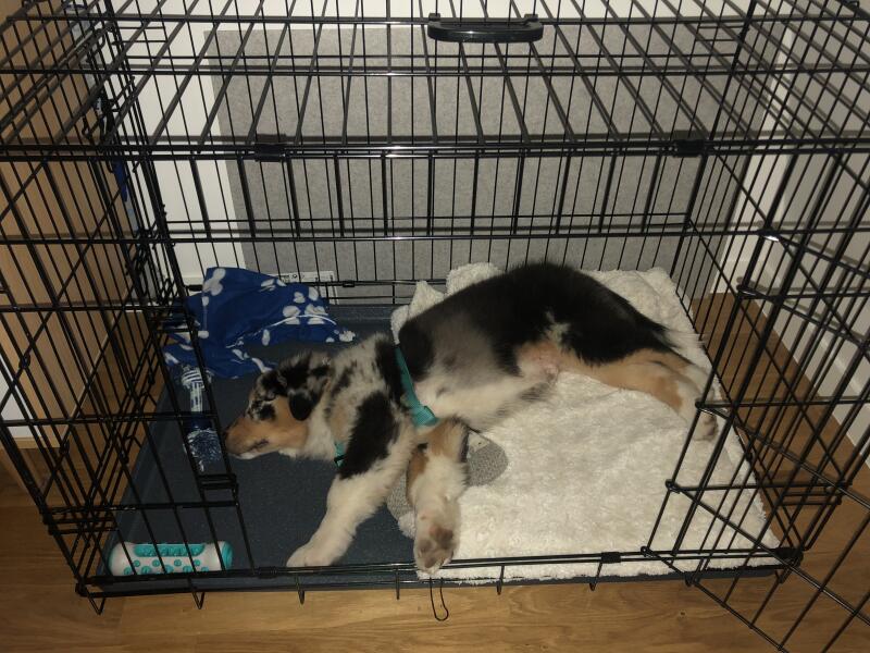 Pies śpi w Fido Classic klatka dla psa