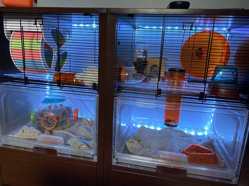 Two Qute hamster cages standing next door to each other.