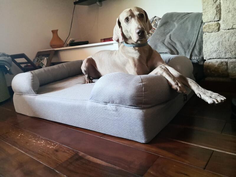 En hund som sitter elegant på en grå bolsterseng