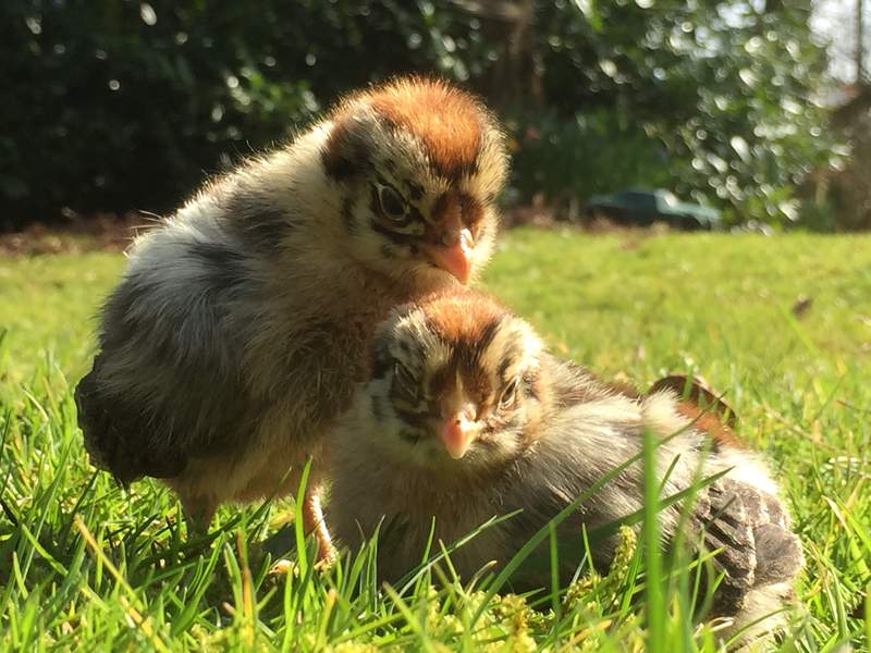 golden brown and white campine chicks sat on a lawn in the sun