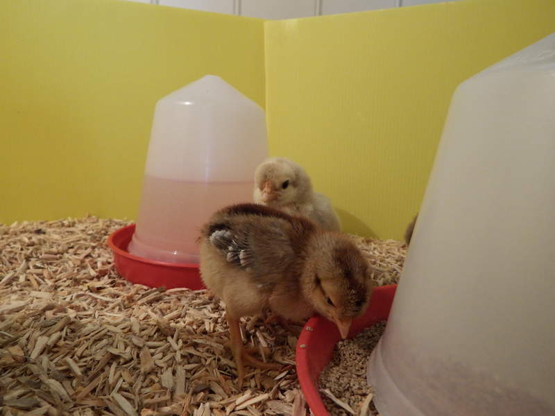Utfodring av kycklingar