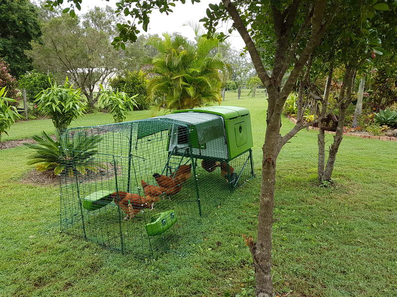 moje kury osiedlają się w klatce, pierwszego dnia